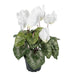 Artificial White Cyclamen