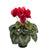 Artificial Red Cyclamen