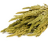 Dried Amaranthus Bunch