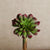 small artificial succulent echeveria with green centre and raspberry red tops